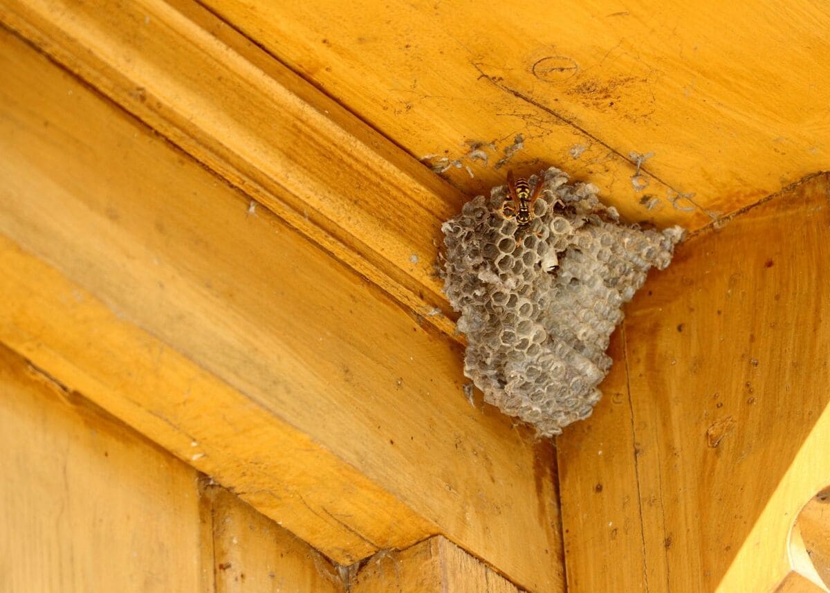 Astuces essentielles pour éloigner les guêpes de votre domicile