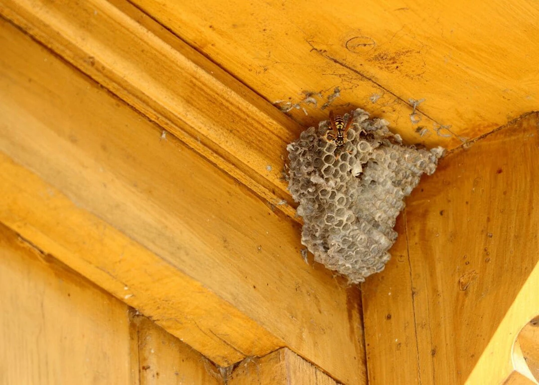 Astuces essentielles pour éloigner les guêpes de votre domicile